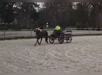 Norico, Castrone, 2 Anni, 162 cm, Sauro scuro