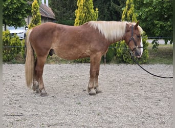 Norico, Castrone, 2 Anni, 162 cm, Sauro scuro