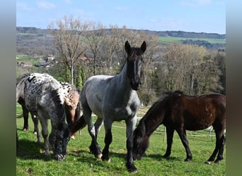 Norico, Castrone, 2 Anni, 175 cm