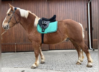 Norico, Castrone, 3 Anni, 160 cm, Sauro scuro