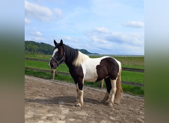 Norico, Castrone, 3 Anni, 164 cm, Pezzato