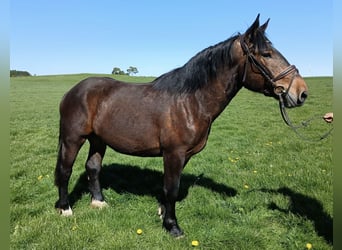 Norico, Castrone, 3 Anni, 168 cm