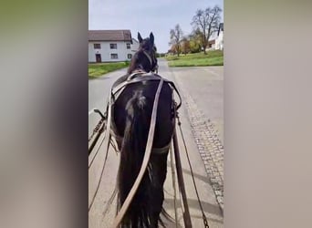 Norico, Castrone, 4 Anni, 148 cm, Morello