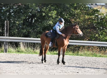 Norico Mix, Castrone, 4 Anni, 156 cm, Baio