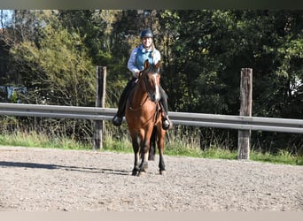 Norico Mix, Castrone, 4 Anni, 156 cm, Baio