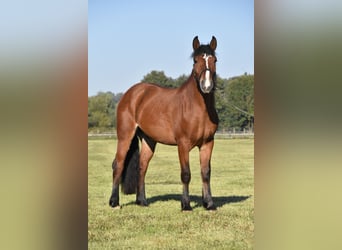 Norico Mix, Castrone, 4 Anni, 156 cm, Baio