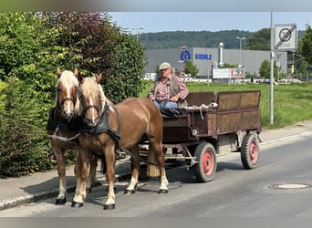 Norico, Castrone, 4 Anni, 160 cm, Sauro