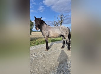 Norico, Castrone, 4 Anni, 172 cm, Leardo