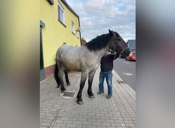 Norico, Castrone, 4 Anni, 173 cm, Leardo