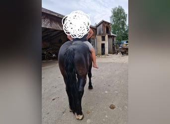 Norico, Castrone, 5 Anni, 172 cm, Morello