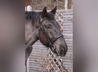 Norico, Castrone, 5 Anni, 175 cm, Roano blu