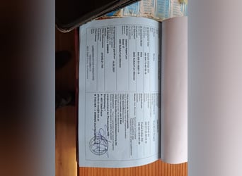 Norico, Castrone, 6 Anni, 172 cm, Morello