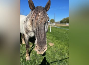 Norico, Castrone, 7 Anni, 170 cm, Grigio