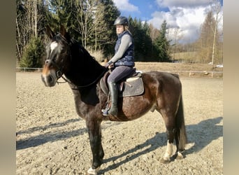 Norico, Castrone, 8 Anni, 164 cm, Baio scuro