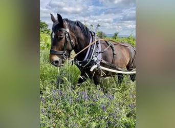 Norico, Castrone, 8 Anni, 164 cm, Baio scuro