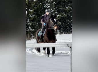 Norico, Castrone, 8 Anni, 164 cm, Baio scuro