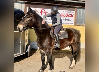 Norico, Castrone, 8 Anni, 164 cm, Baio scuro