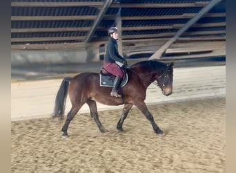 Norico, Castrone, 8 Anni, 168 cm, Baio