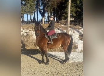 Norico, Castrone, 8 Anni, 168 cm, Baio