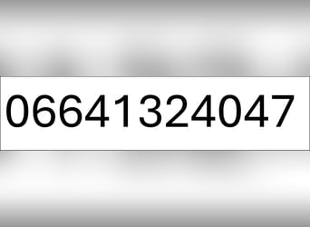 Norico, Giumenta, 10 Anni, 170 cm