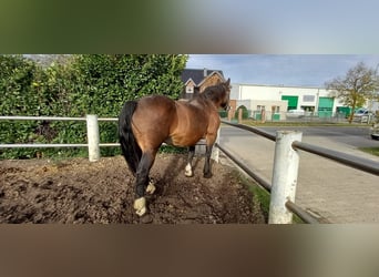 Norico, Giumenta, 10 Anni