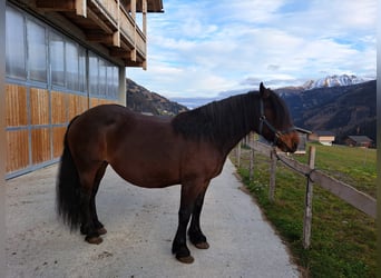 Norico, Giumenta, 10 Anni