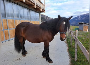 Norico, Giumenta, 10 Anni