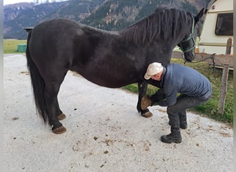 Norico, Giumenta, 10 Anni