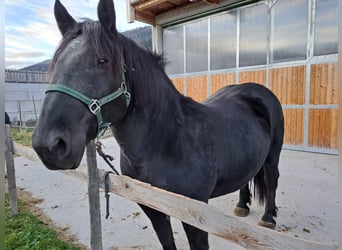 Norico, Giumenta, 10 Anni