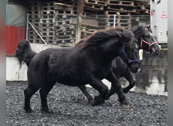 Norico, Giumenta, 11 Anni, 156 cm