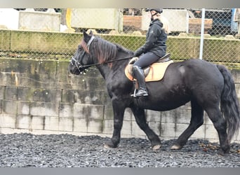 Norico, Giumenta, 12 Anni, 156 cm