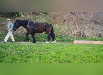 Norico, Giumenta, 12 Anni, 159 cm, Morello