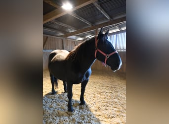 Norico, Giumenta, 13 Anni, 156 cm