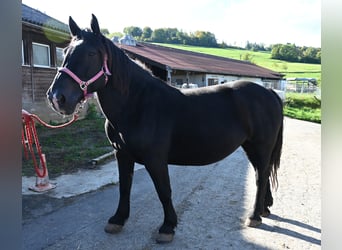 Norico, Giumenta, 13 Anni, 156 cm