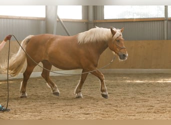 Norico, Giumenta, 13 Anni, 165 cm, Sauro scuro