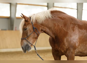 Norico, Giumenta, 14 Anni, 165 cm, Sauro scuro