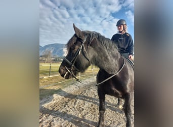 Norico, Giumenta, 15 Anni, 163 cm, Morello