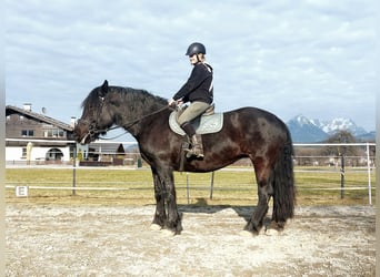 Norico, Giumenta, 15 Anni, 163 cm, Morello