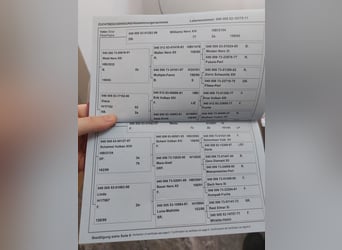 Norico, Giumenta, 15 Anni, 163 cm, Morello