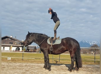 Norico, Giumenta, 15 Anni, 163 cm, Morello