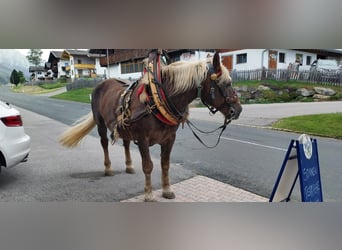 Norico, Giumenta, 16 Anni, 165 cm, Sauro