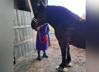 Norico, Giumenta, 16 Anni, Baio