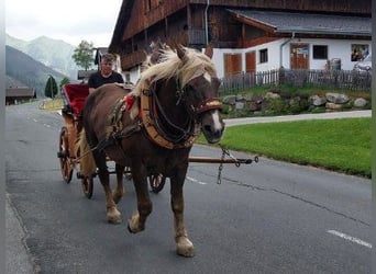 Norico, Giumenta, 17 Anni, 165 cm, Sauro