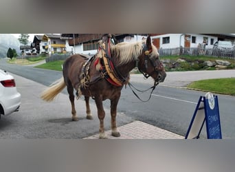 Norico, Giumenta, 17 Anni, 165 cm, Sauro