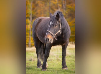 Norico, Giumenta, 18 Anni, 162 cm, Baio nero