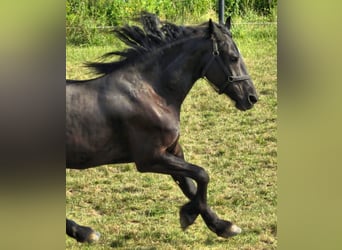 Norico, Giumenta, 18 Anni, Morello