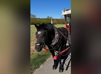 Norico, Giumenta, 19 Anni, 153 cm, Morello