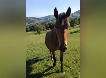 Norico Mix, Giumenta, 1 Anno, 155 cm, Baio