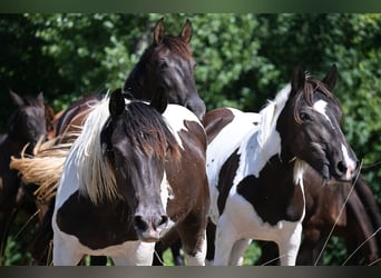 Norico, Giumenta, 1 Anno, Tobiano-tutti i colori