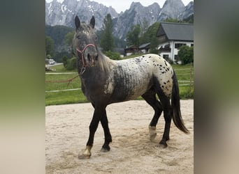 Norico, Giumenta, 2 Anni, 148 cm, Leopard